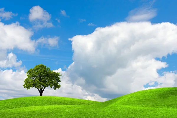 Zomer groene landschap — Stockfoto