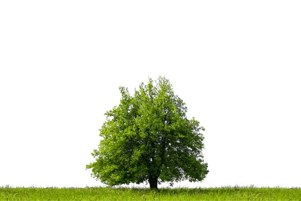 Na białym tle zielone drzewo — Zdjęcie stockowe