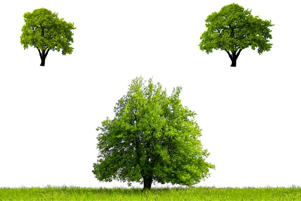 Beyaz zemin üzerine yeşil ağaçlar — Stok fotoğraf
