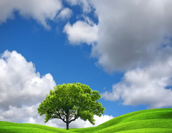 Drzewo lato w zielony łąka — Zdjęcie stockowe