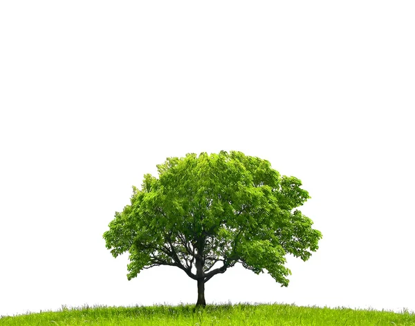 Árvore verde, abstrata — Fotografia de Stock