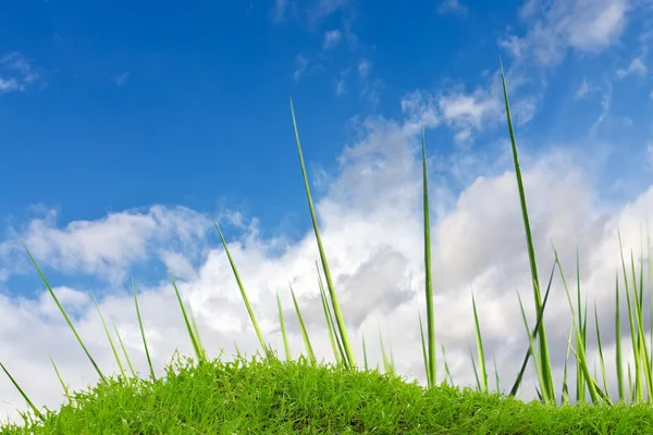 Grünes Gras und bewölkter Himmel — Stockfoto