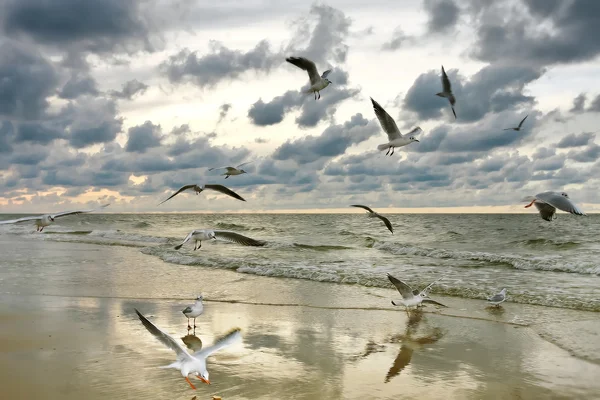 空飛ぶカモメ、夏のモザイク — ストック写真