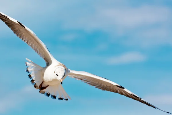Flying seagull on blue sky — Stock Photo, Image