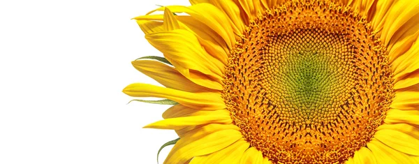 Słonecznik transparent — Zdjęcie stockowe