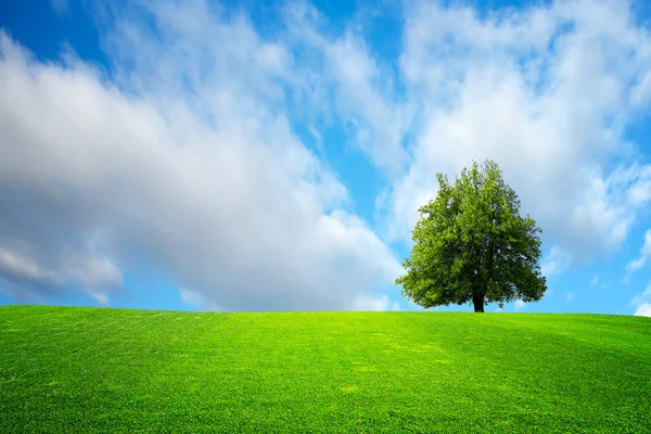 밭 의나무 — 스톡 사진