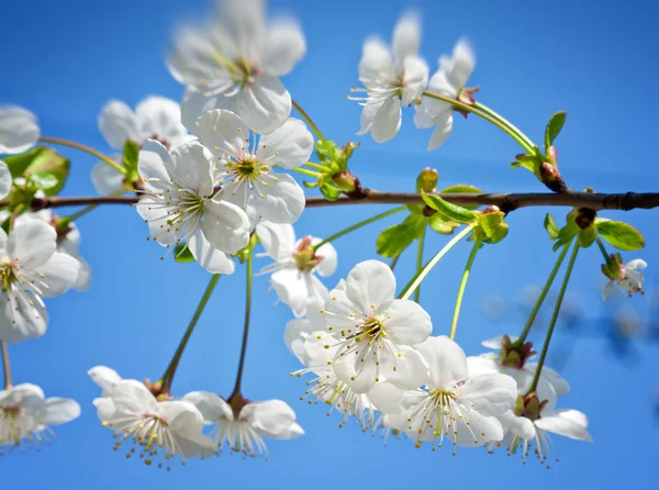 Kvetoucí větev na modré obloze — Stock fotografie
