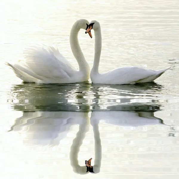 Loving Swans — Stock Photo, Image