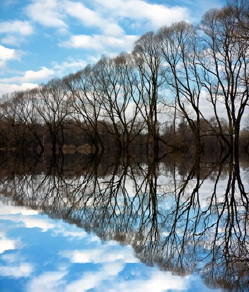 Линия деревьев на берегу реки — стоковое фото