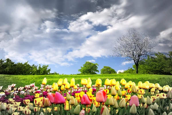Tulipanes primaverales y cielo tormentoso — Foto de Stock