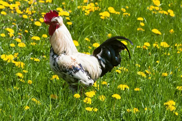 Stock image Rooster on spring meadow