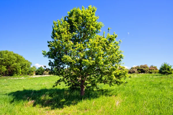在绿色的原野上的栎树 — 图库照片