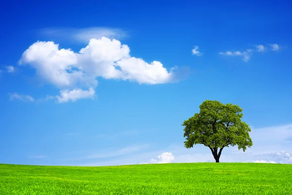 Campo verde y árbol — Foto de Stock