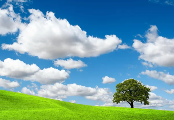 Зелена природа на хмарному небі — стокове фото