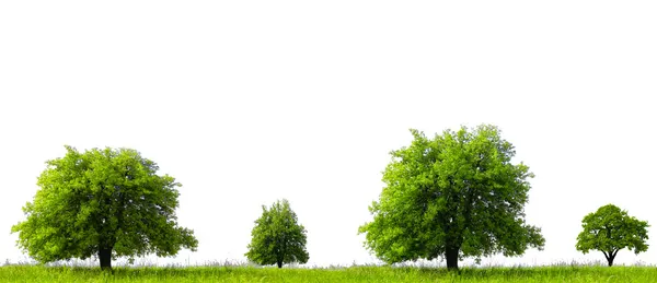 Saison der grünen Bäume — Stockfoto