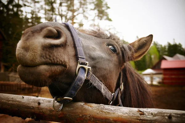 stock image Horse