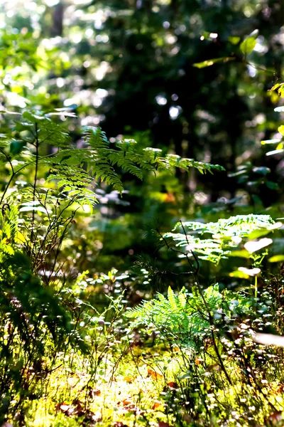 야생 식물 — 스톡 사진