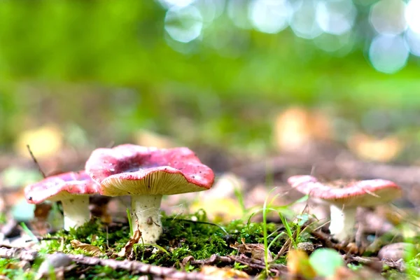 蘑菇；蘑菇 — 图库照片