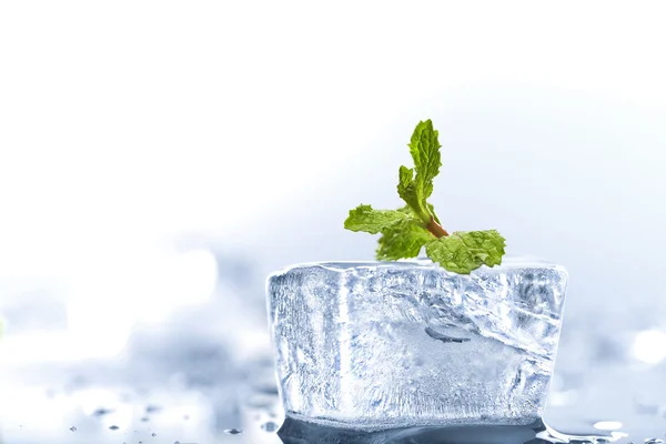 Ice mint — Stock Photo, Image
