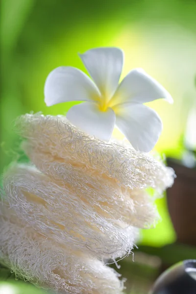 Крупним Планом Вид Квітку Франгіпані Кольоровому Фоні — стокове фото