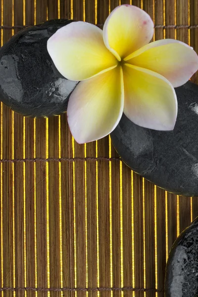 Taş Görünümü Kapatmak Renk Üzerinde Geri Çiçek — Stok fotoğraf