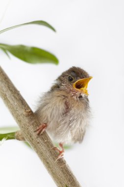 Close up view of nice little bird on color back clipart