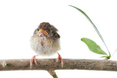 Close up view of nice little bird on white back clipart