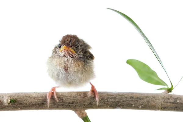 Nahaufnahme eines netten kleinen Vogels auf weißem Rücken — Stockfoto