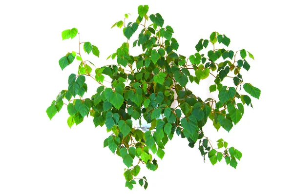 stock image Plant cissus rhombifolia