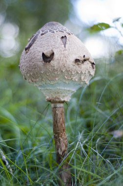 Macrolepiota procera