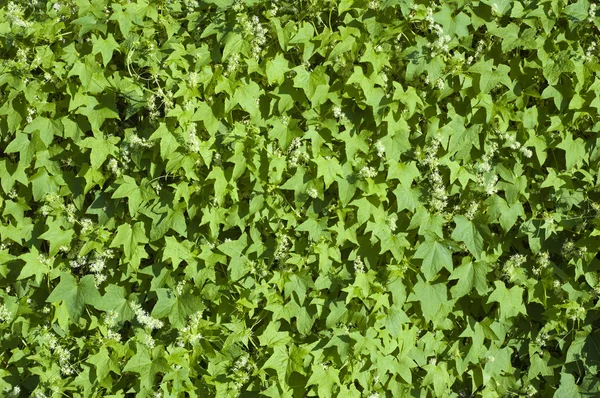 Zielone Liściaste Tło — Zdjęcie stockowe