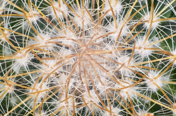 stock image Closeup of green cactus