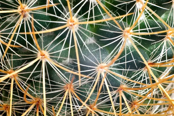 stock image Closeup of green cactus