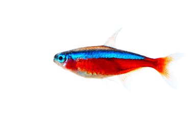 Red neon aquarium fish - Paracheirodon axelrodi clipart