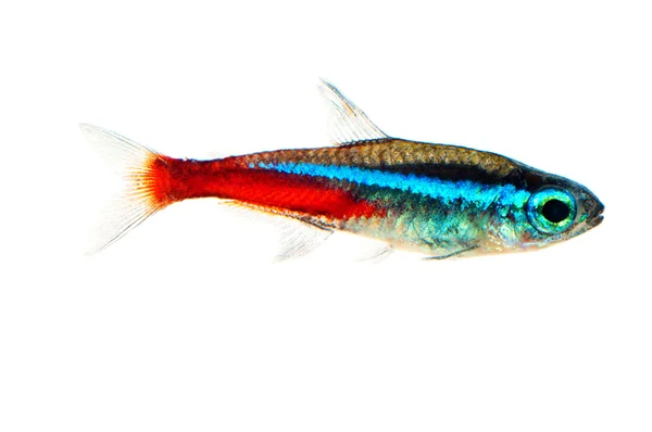 Неоновая аквариумная рыба - Paracheirodon ) — стоковое фото