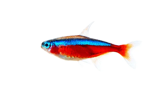 Kırmızı neon akvaryum balık - paracheirodon Otocinclus Stok Resim