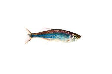 Fish Danio malabaricus (aequipinnatus) clipart