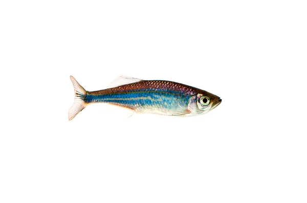 Риба Даніо Малабарік (aequipinnatus ) — стокове фото
