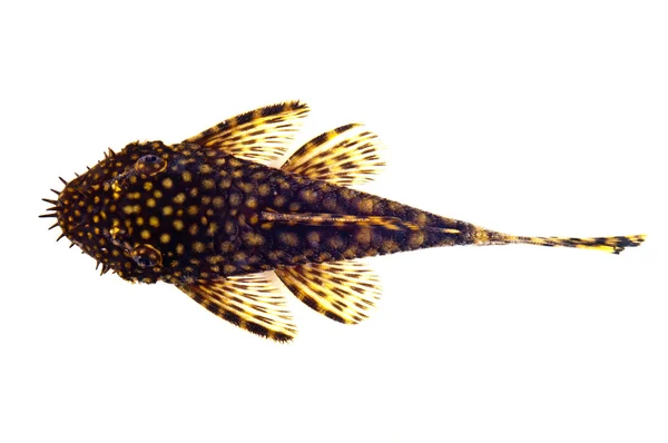 鱼 ancistrus dolichopterus — 图库照片