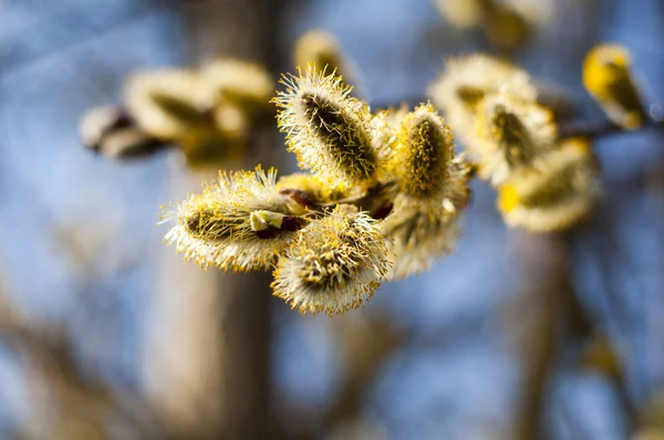 stock image Catkins