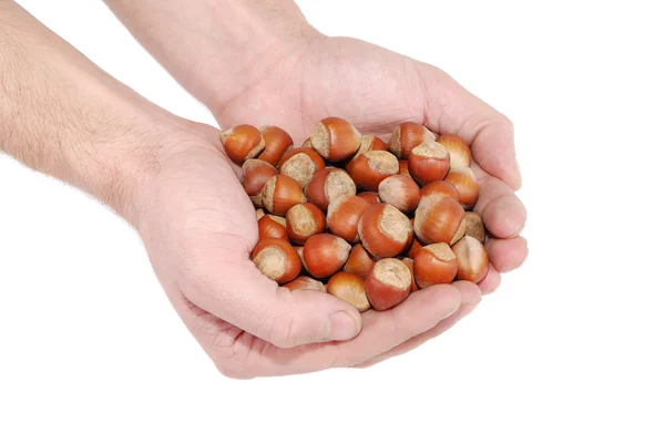 stock image Wood nuts