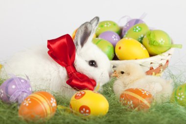 Baby rabbit and baby chicken kissing in front of a basket full o clipart