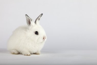 beyaz bebek tavşan