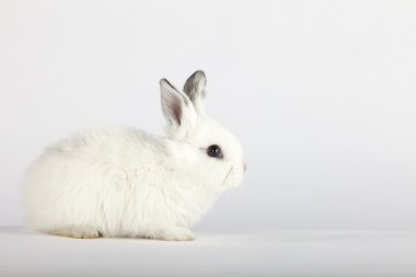 White baby bunny sitting on grey background clipart