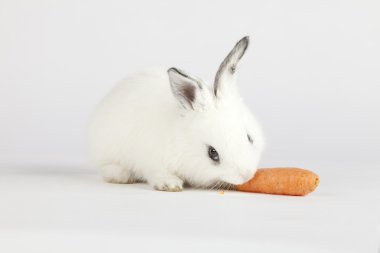 Cute bunny eating
