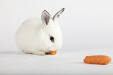 White bunny eating carrots clipart