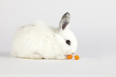 Cute bunny eating carrots clipart