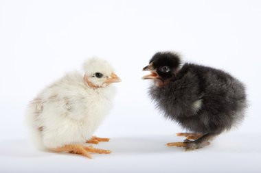 Two baby chicks talking clipart