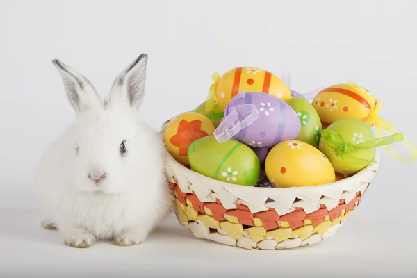 Coniglietto di Pasqua carino con uova dipinte in un cesto — Foto Stock