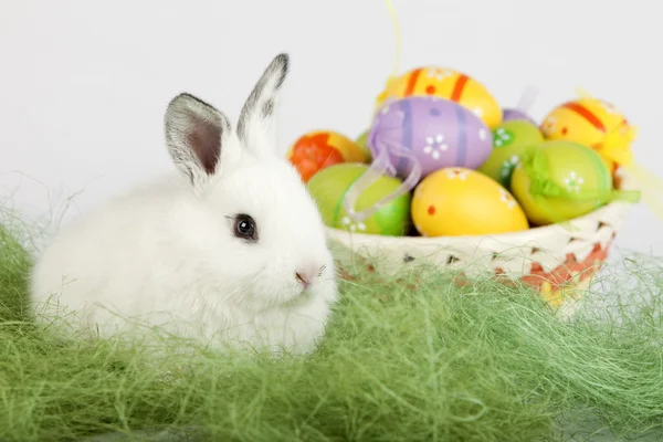 Coniglietto carino con uova di Pasqua, seduto sull'erba — Foto Stock